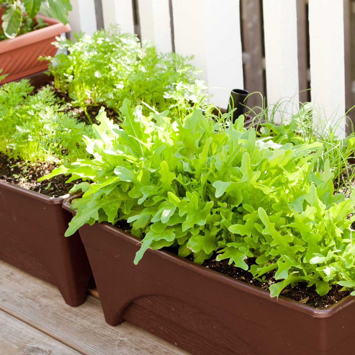 Vegetable Container Gardening 