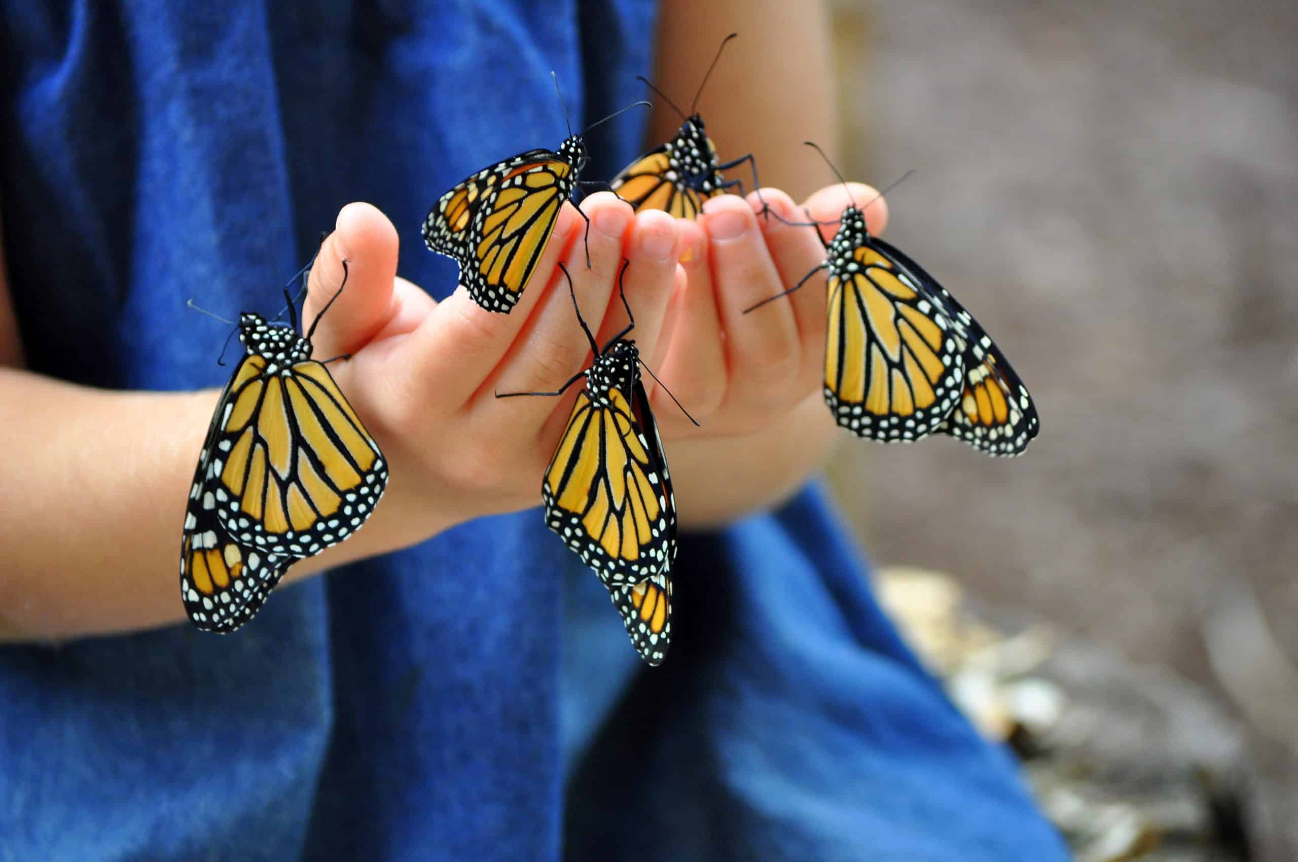 Planting with Kids: butterfly friendly plants for your garden