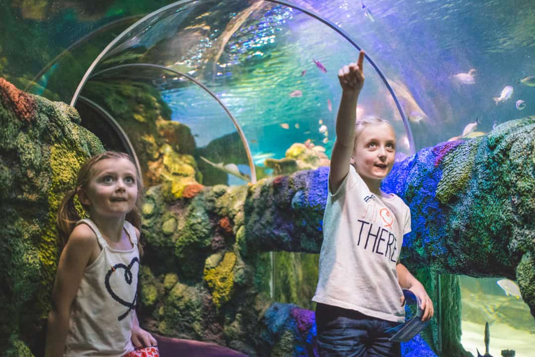 Peek inside the Charlotte aquarium: SEA LIFE {VIDEO}