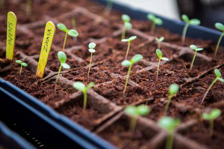 How to Set Up a Cut Flower Garden for Beginners - Peanut Blossom